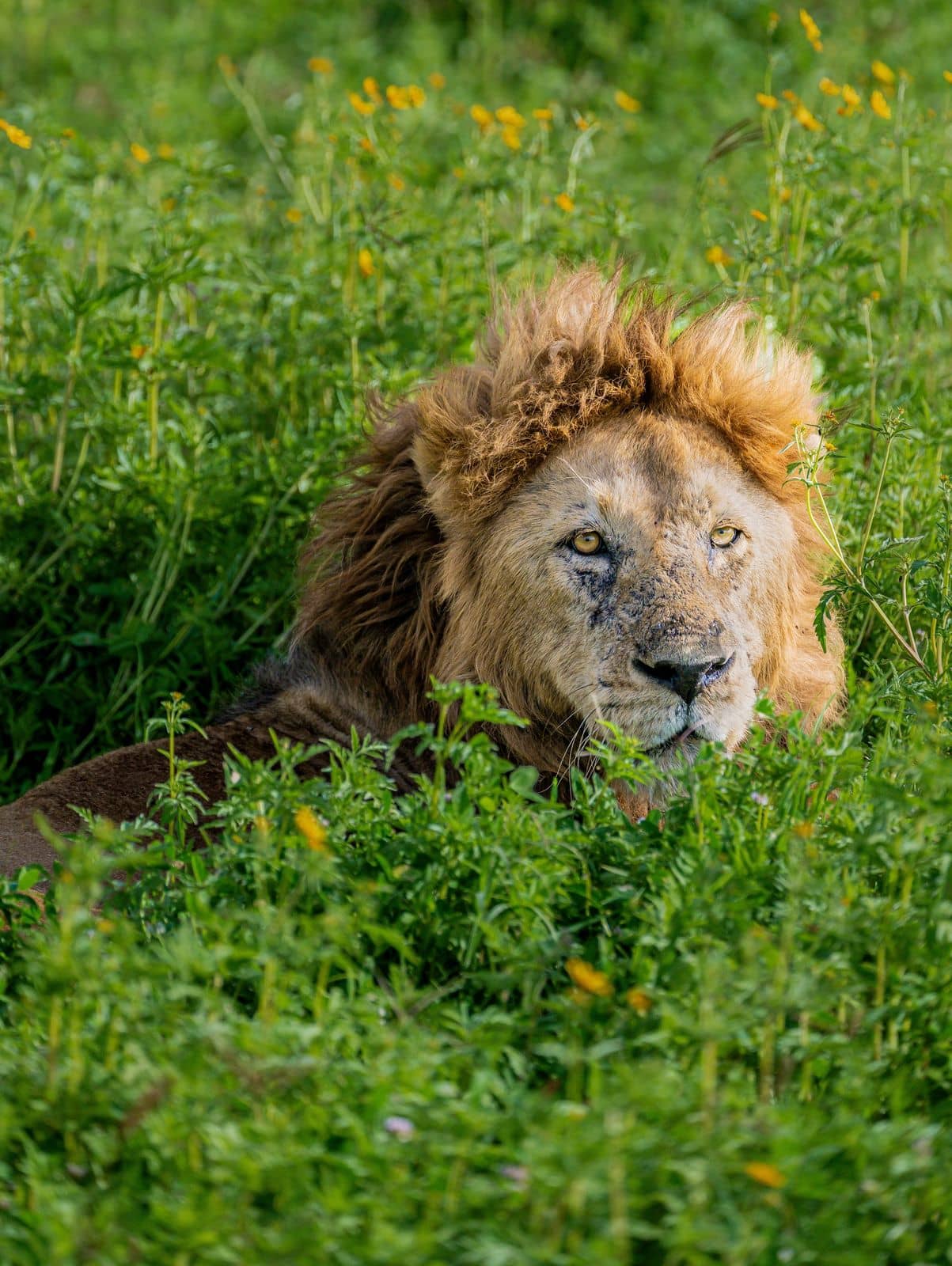 A male lion resting in the long green grass of the Serengeti