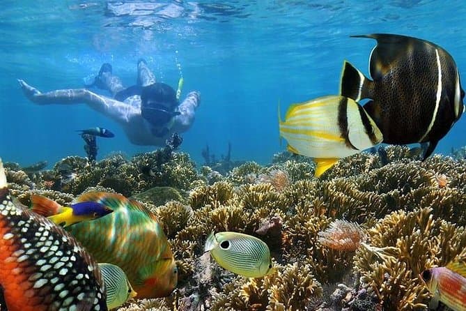 Mnemba Atoll Snorkeling