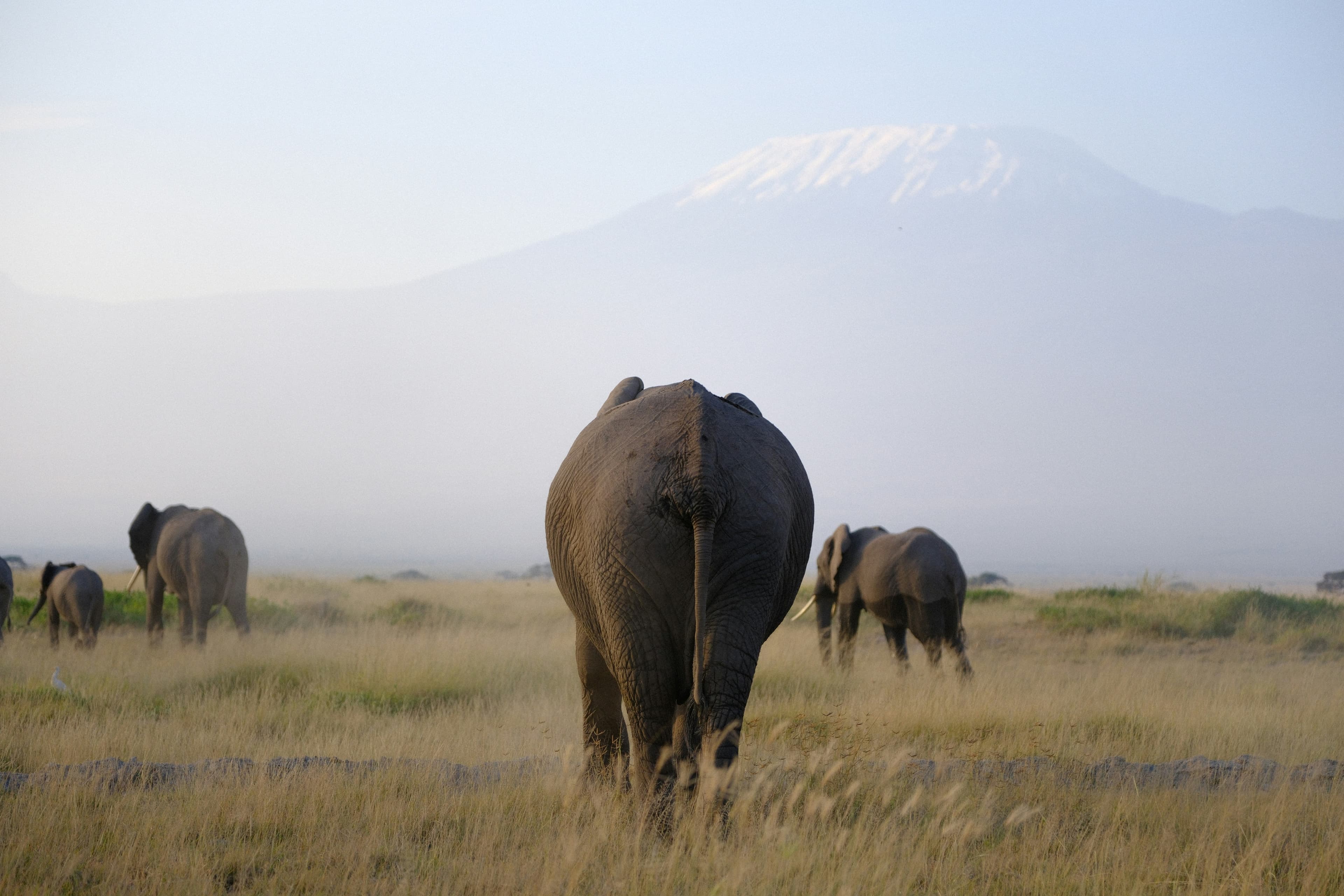 Kilimanjaro National Park