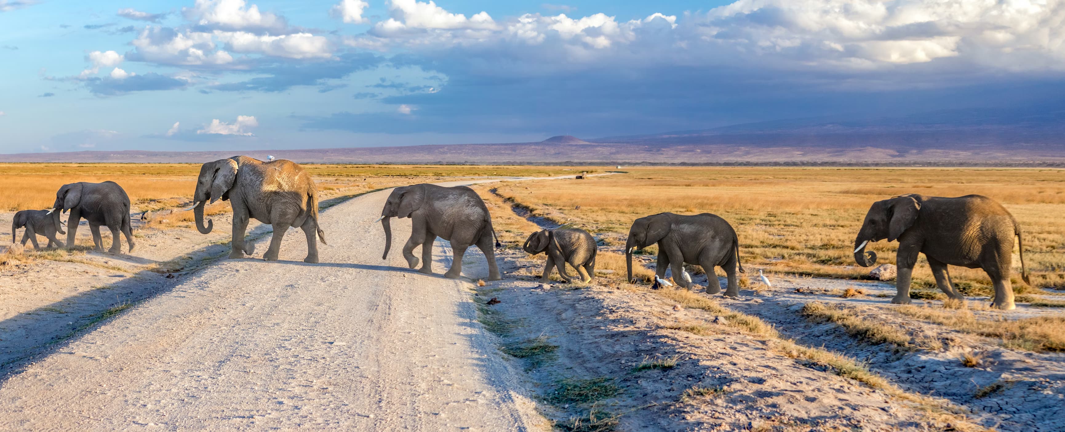 Amboseli Elephants