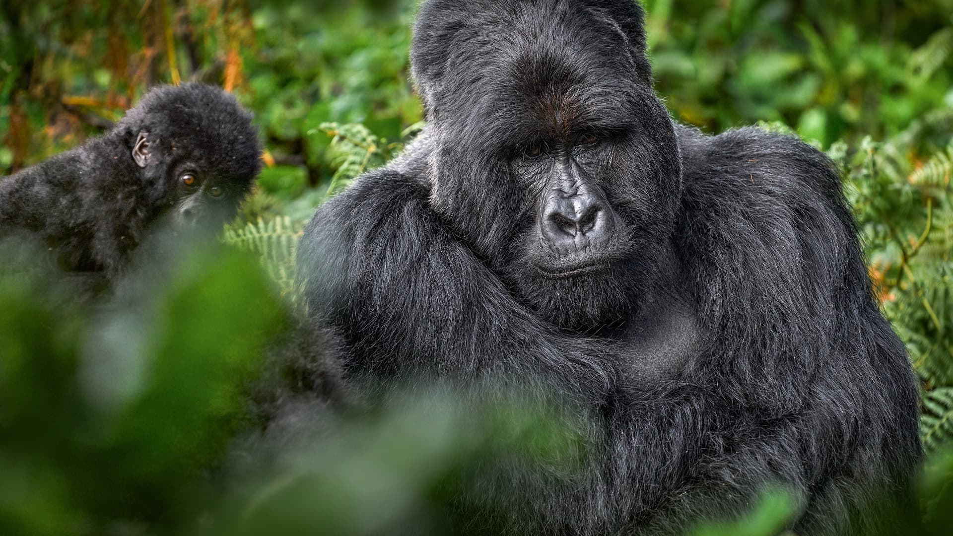 Mountain Gorilla