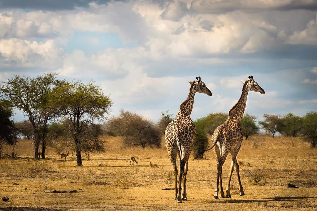 Nyerere (Selous), Tanzania