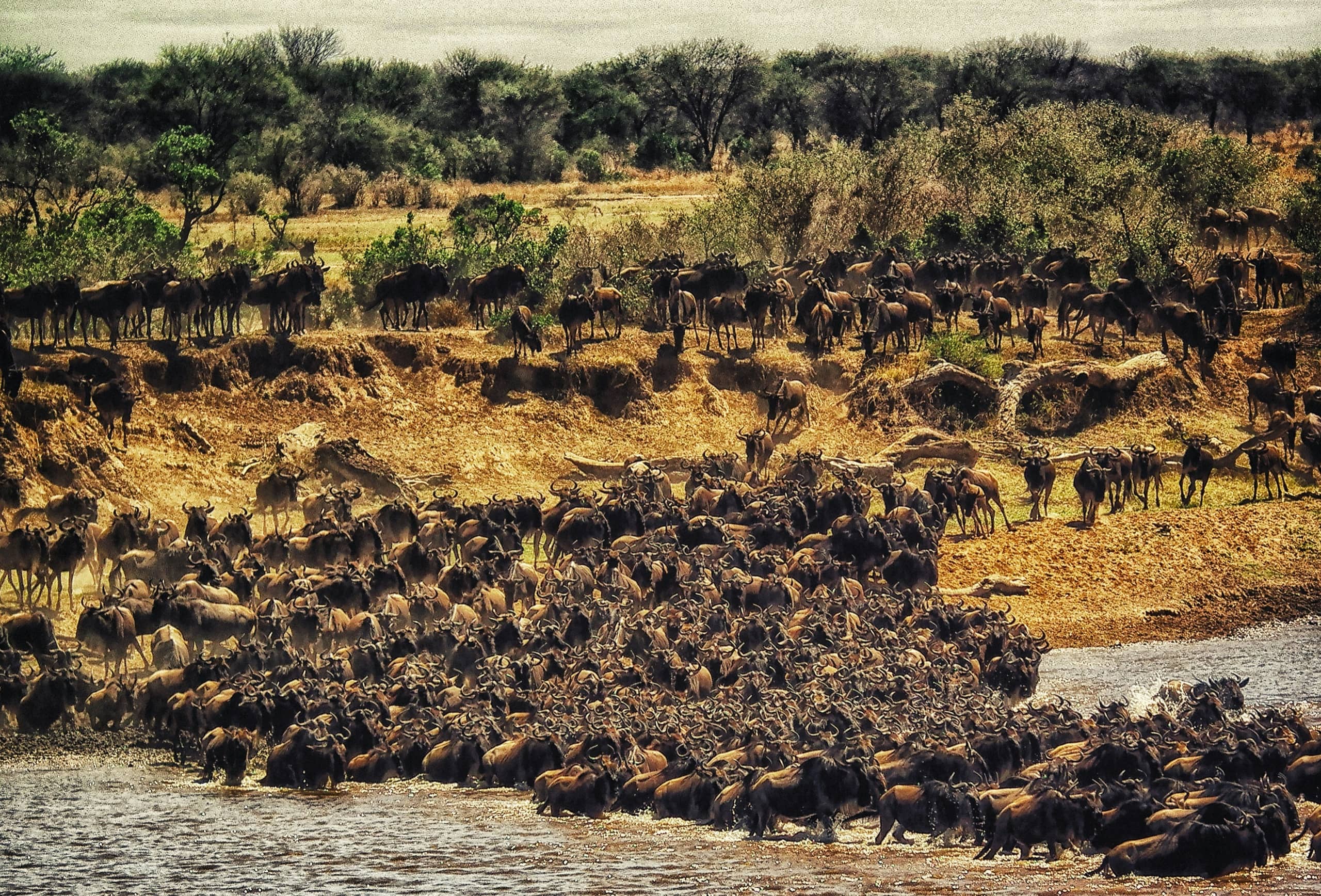 The Serengeti, Tanzania