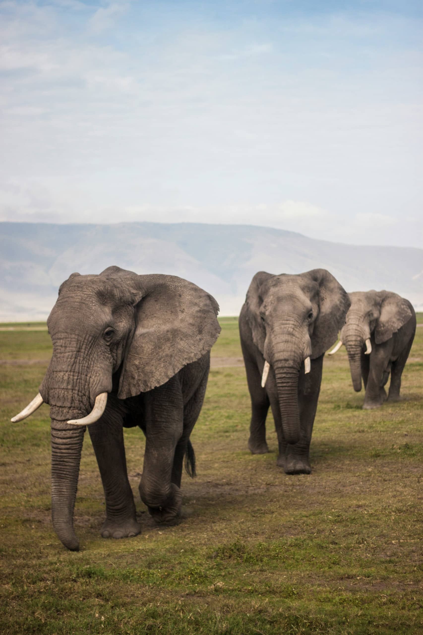 Tarangire, Tanzania