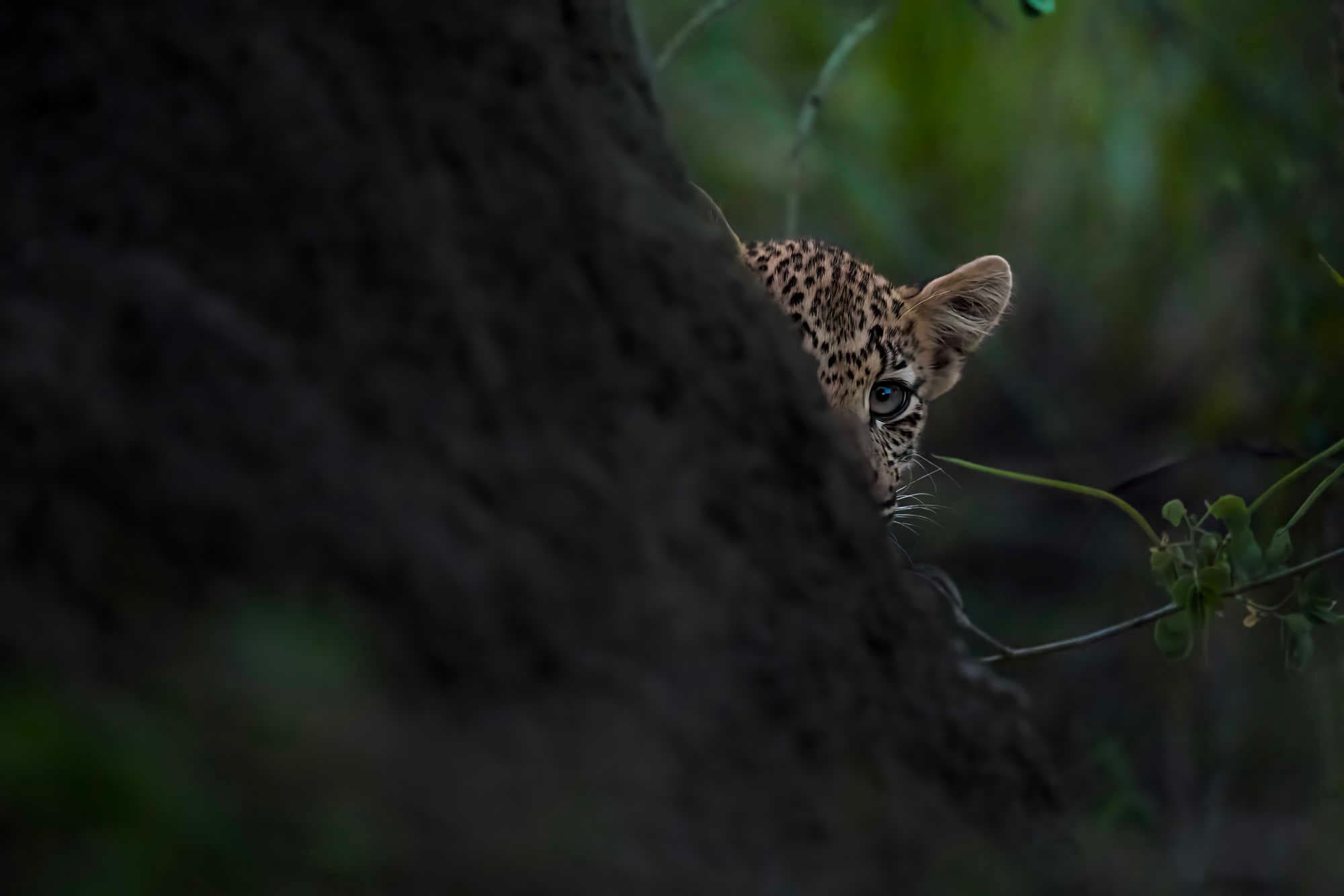 Tanzania Wildlife & Culture Photography Journey with Heike Hutmacher