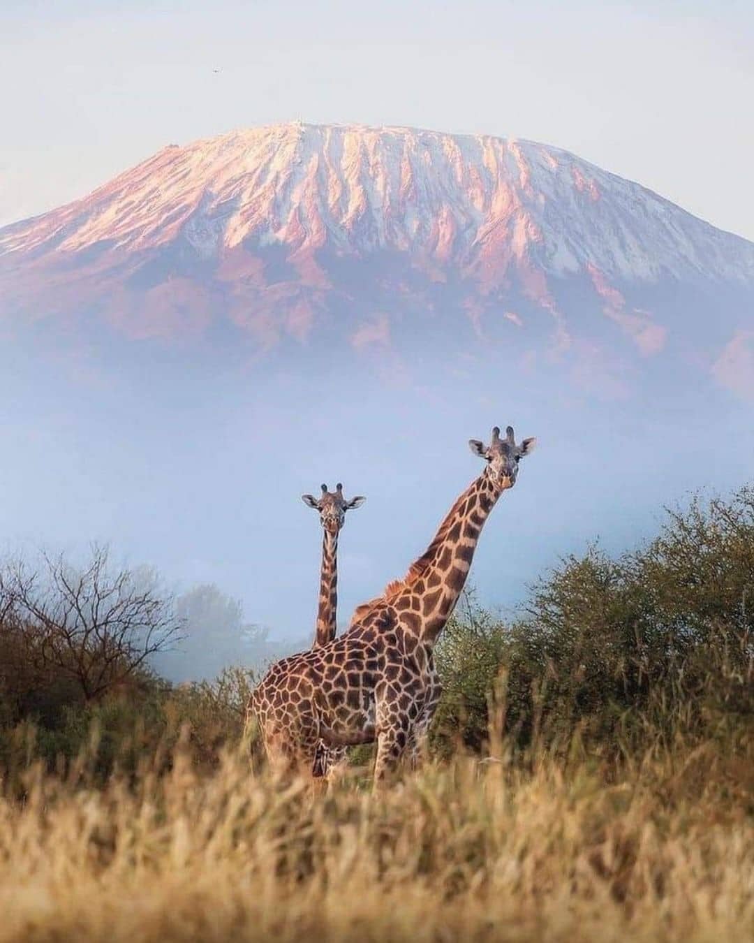 Two giraffes beneath the snow-capped peak of Mount Kilimanjaro