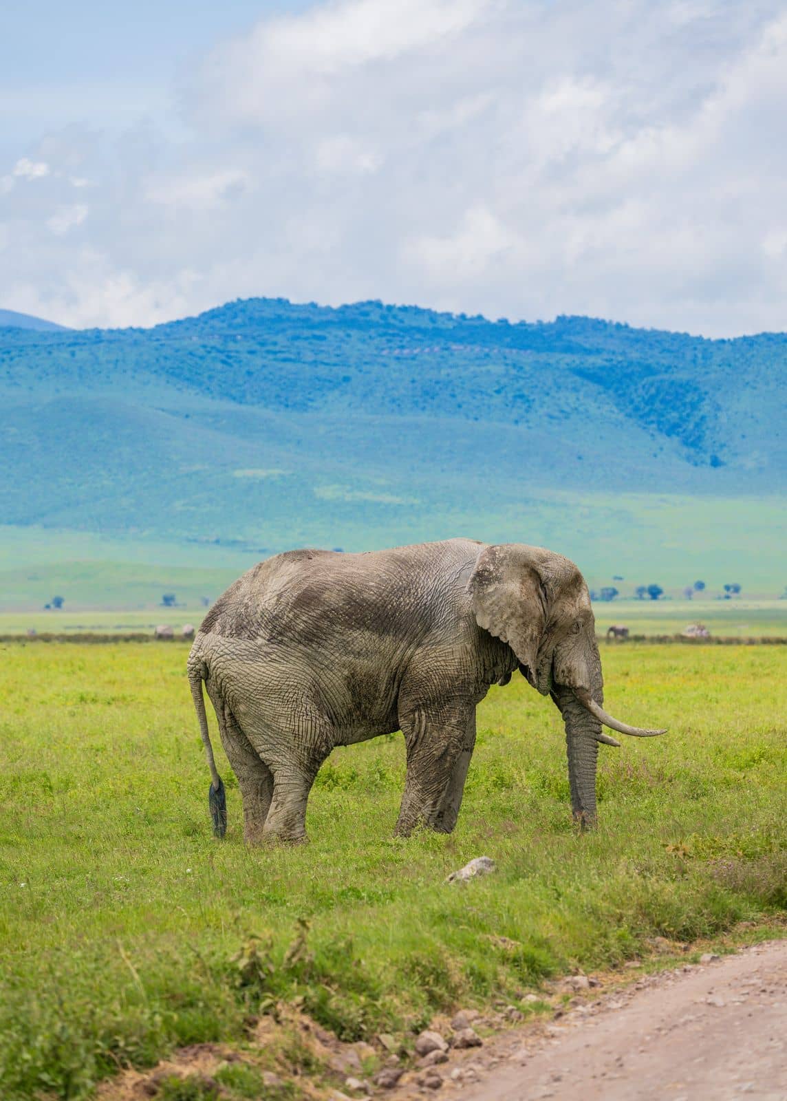 An elephant grazing on the green floor of the Ngorongoro Crater