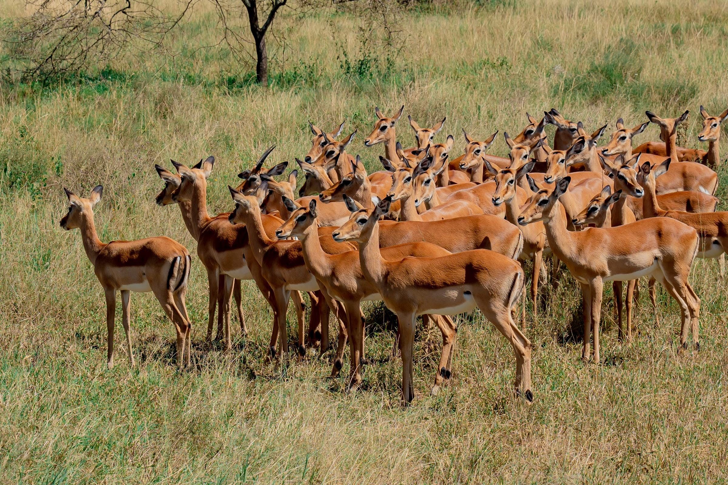 A herd of impala standing alert beneath acacia trees