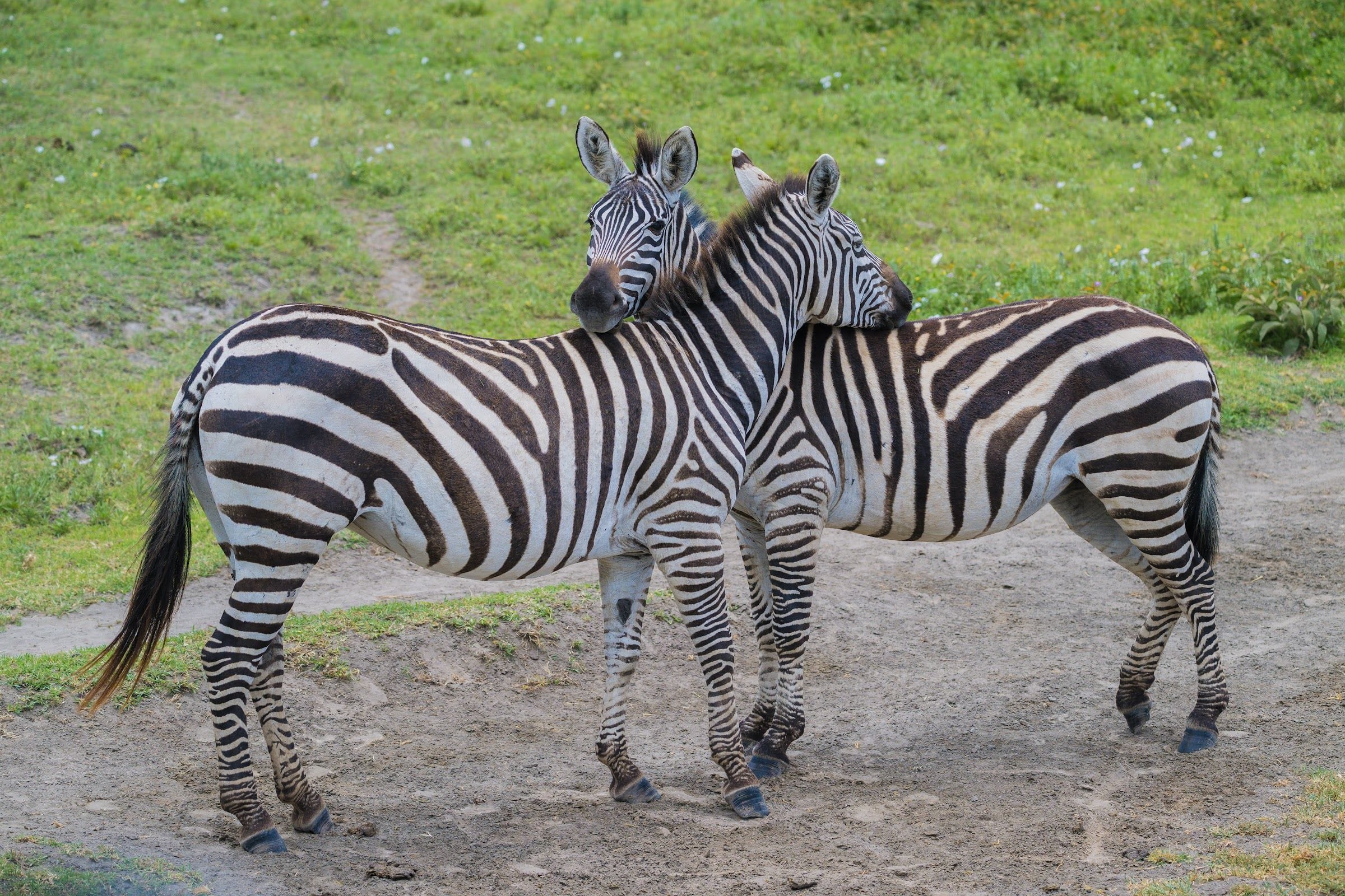 Two zebras resting their heads on each other on the Serengeti
