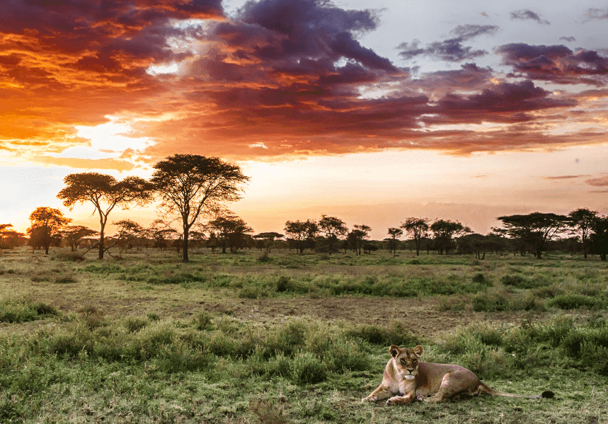 12-Day Ultimate Southern Tanzania Safari Adventure