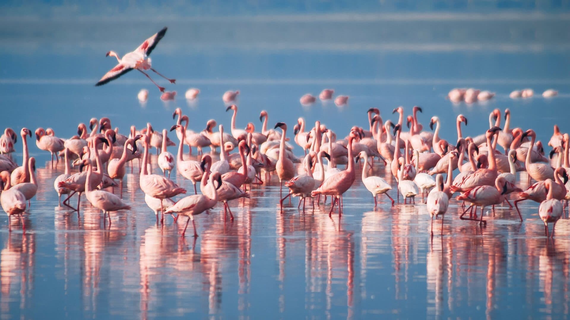 Lake Manyara in a Day: Where Forests Meet Flamingos