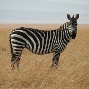 Premium Tanzania Luxury Safari Vacation
