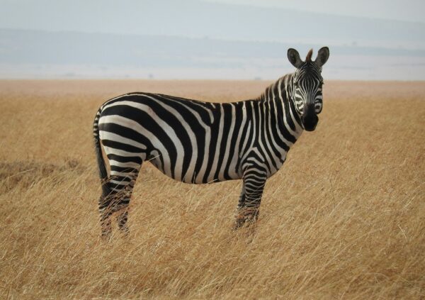 Premium Tanzania Luxury Safari Vacation