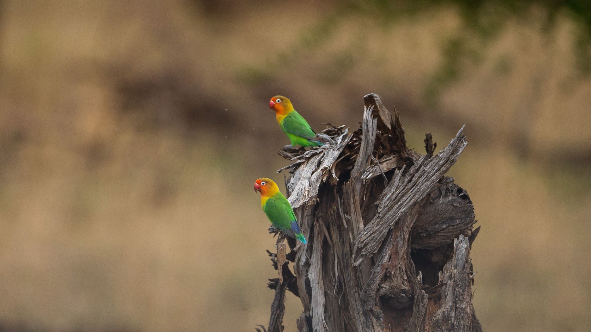 10 Days Northern Circuit Luxury Safari