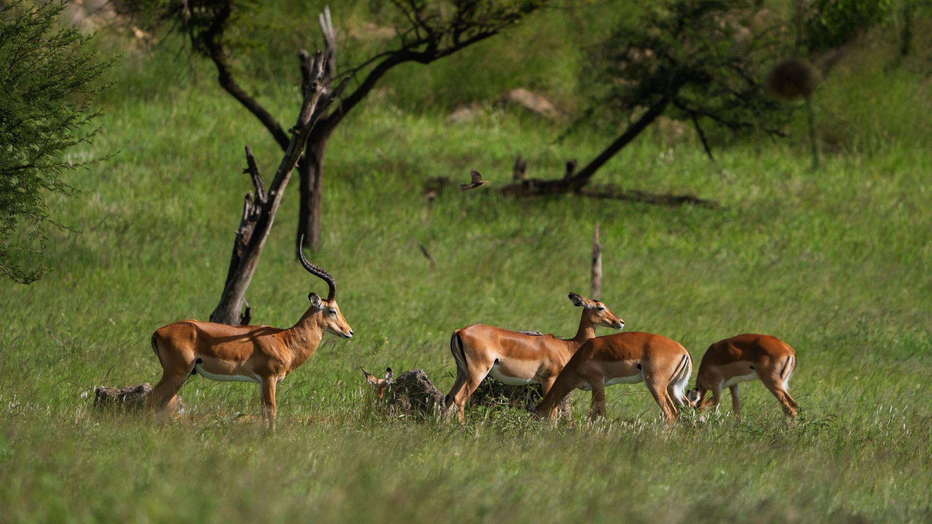 3 Days A Short Tanzania Wildlife Safari