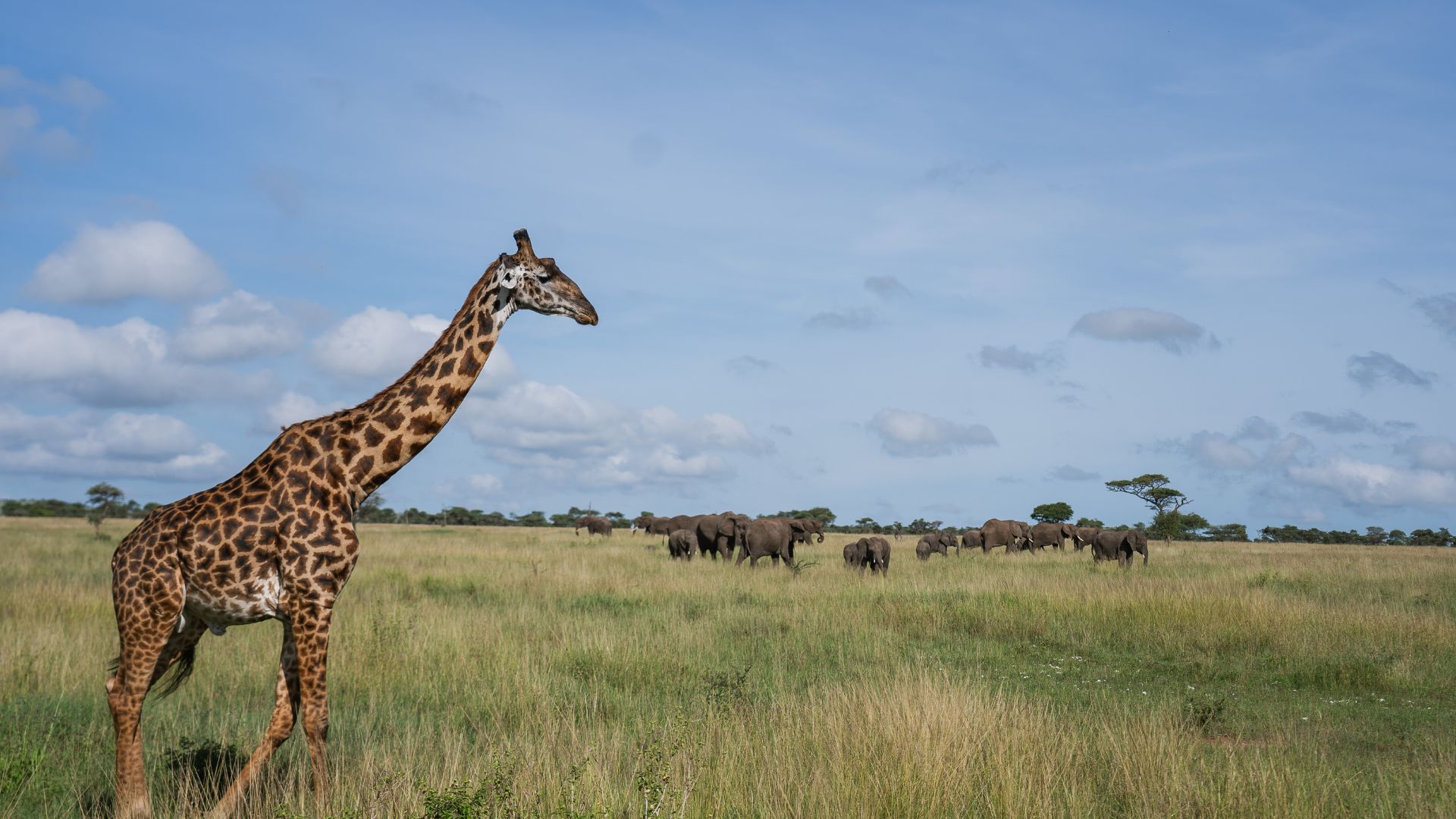 4 Days A Tanzania Wildlife Escapade